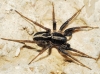 Alopecosa albofasciata 3d3