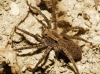 Alopecosa cf. albofasciata