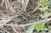 Alopecosa cf. albofasciata