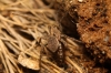 Alopecosa sp.