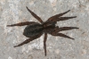 Arctosa sp.