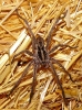 Hogna radiata?