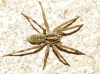 Hogna radiata