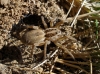 Hogna radiata