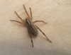 Hogna radiata