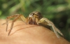 Hogna radiata