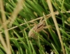 Hogna radiata