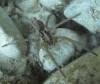 Hogna radiata