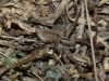 Hogna radiata