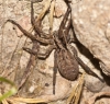 Hogna radiata