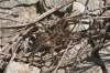 Hogna radiata