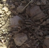 Hogna radiata