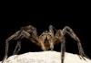 Hogna radiata