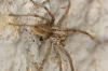 Hogna radiata