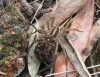 Hogna radiata