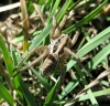 Hogna radiata
