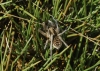Lycosa