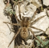 Lycosa Hispanica?