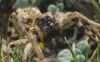 Lycosa Hispanica?