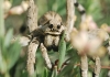 Lycosa Hispanica?