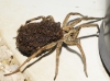 Lycosa hispanica ? 1/4