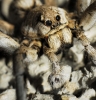 Lycosa hispanica 1 de 3 (a confirmar)