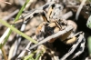 Lycosa hispanica