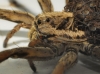Lycosa hispanica ? 2/4