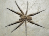 Lycosa hispanica 2 de 3 (a confirmar)