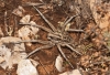 Lycosa hispanica