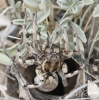 Lycosa hispanica