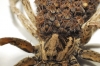 Lycosa hispanica ? 3/4