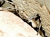 Lycosa hispanica 3 de 3 (a confirmar)