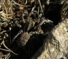 Lycosa hispanica