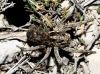 Lycosa hispanica