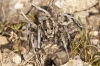 Lycosa hispanica