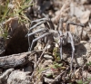 Lycosa hispanica