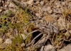 Lycosa hispanica