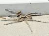 Lycosa hispanica