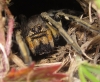 Lycosa hispanica