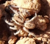 Lycosa sp.