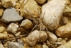Lycosa sp.
