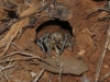 Lycosa sp.