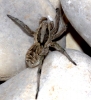 Lycosa sp.