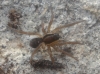 Lycosidae