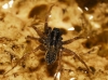 Lycosidae