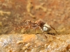 Pardosa