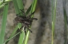 Pardosa
