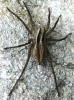 Pardosa bifasciata