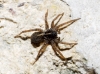 Pardosa sp.